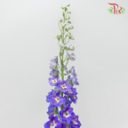 Delphinium (70-90cm) - Purple (5 Stems)-Purple-Kenya-prflorist.com.my