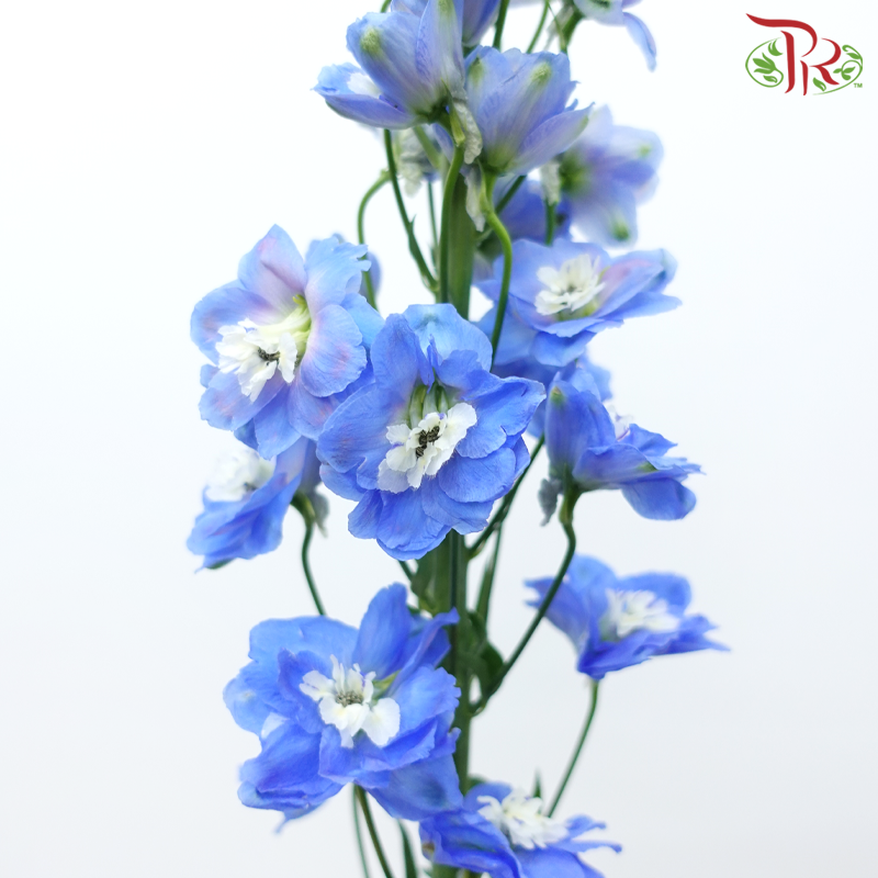Delphinium Belladonna - Blue (5 Stems)-Blue-China-prflorist.com.my