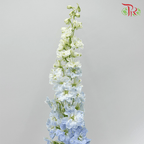 Delphinium Belladonna - Chiffon Light Blue (5 Stems)-Blue-China-prflorist.com.my