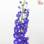 Delphinium Belladonna Dark Blue (5 Stems)-Blue-China-prflorist.com.my