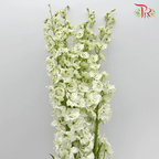 Delphinium Belladonna - White (5 Stems)-White-China-prflorist.com.my