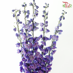 Delphinium - Bicolour Lilac Purple (5 Stems)-Purple-China-prflorist.com.my