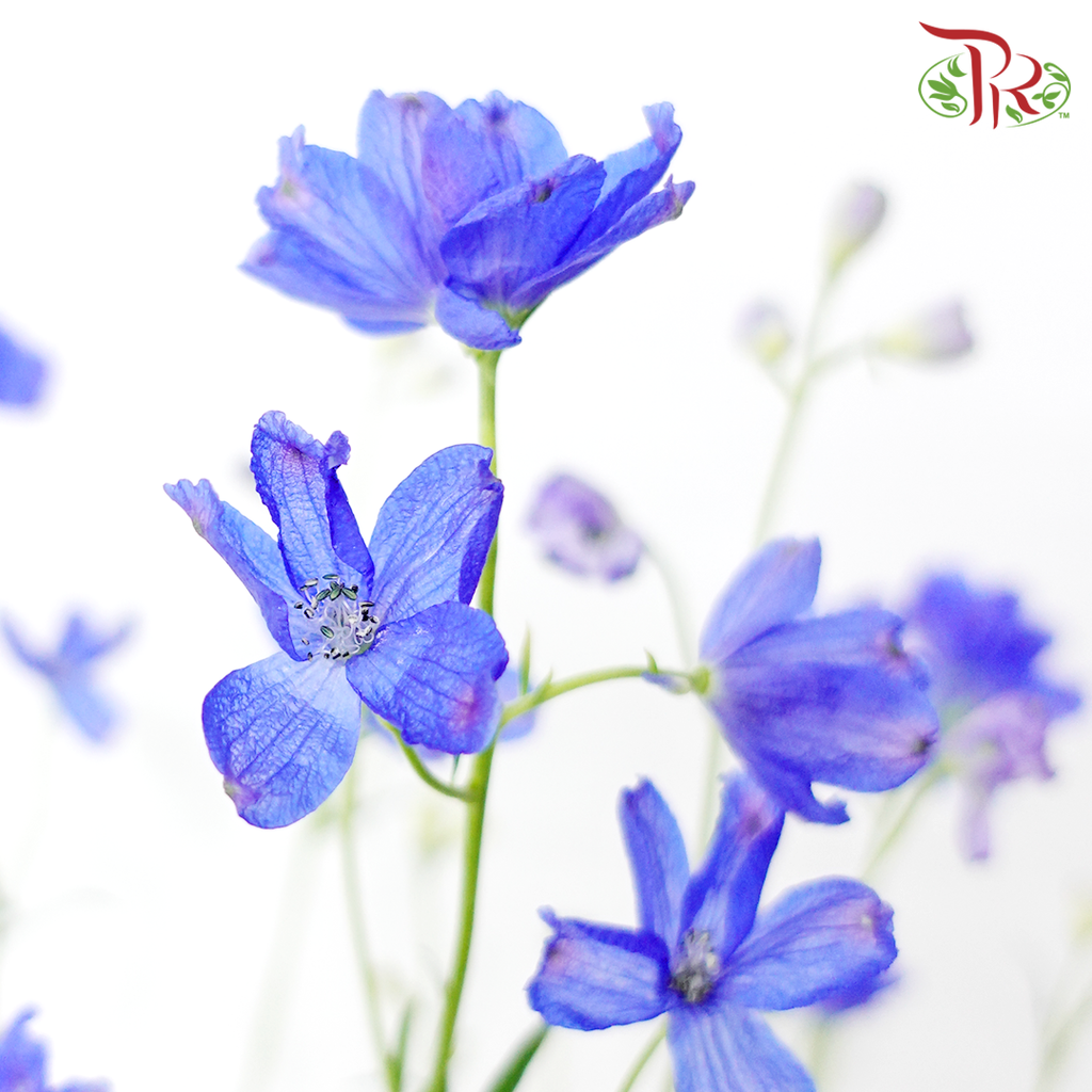 Delphinium Grandiflorum - Blue (2 Stems)-Blue-Japan-prflorist.com.my
