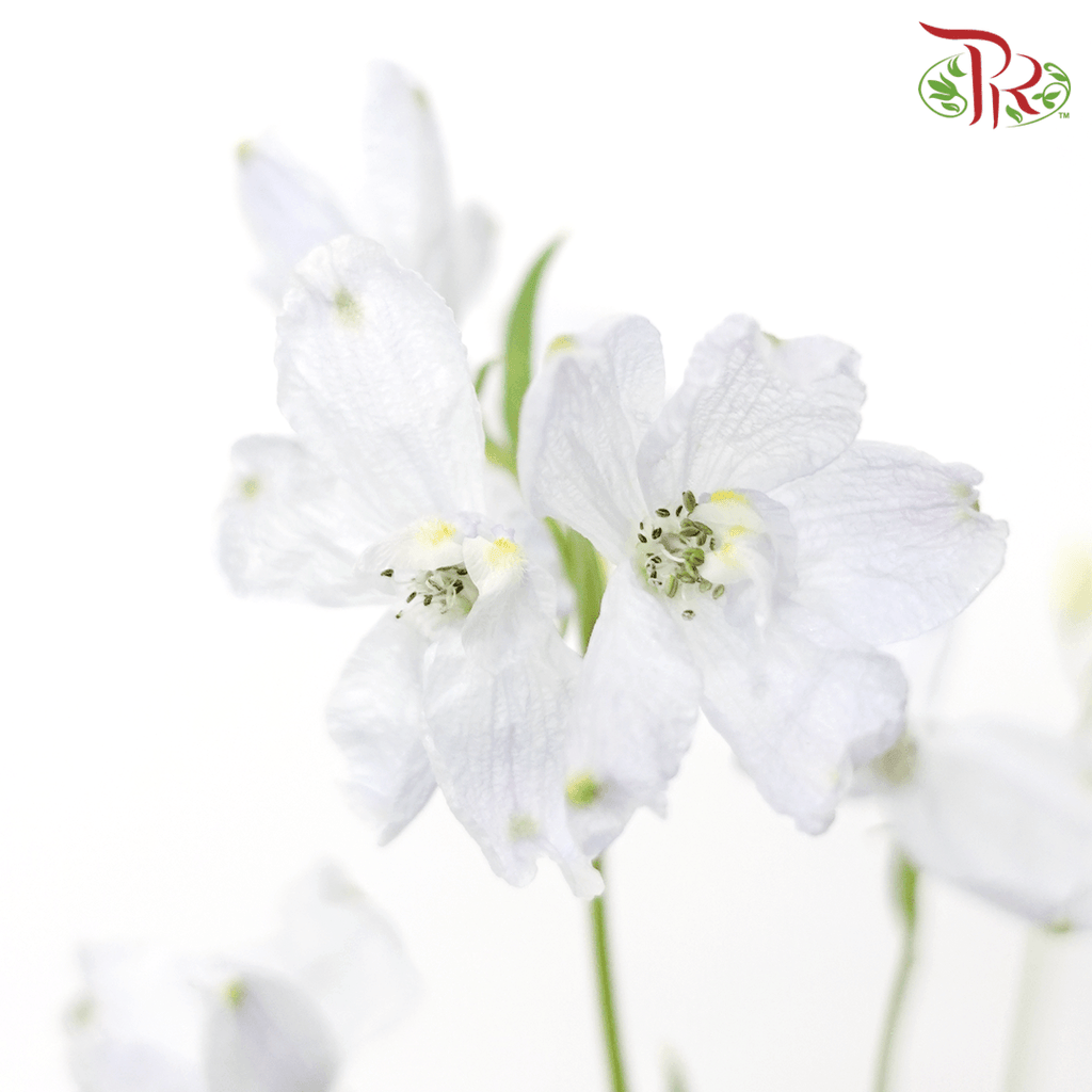Delphinium Grandiflorum - Pastel Light Blue (2 Stems)-Blue-Japan-prflorist.com.my