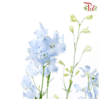 Delphinium Grandiflorum - Super Chiffon Blue (2 Stems)-Blue-Japan-prflorist.com.my