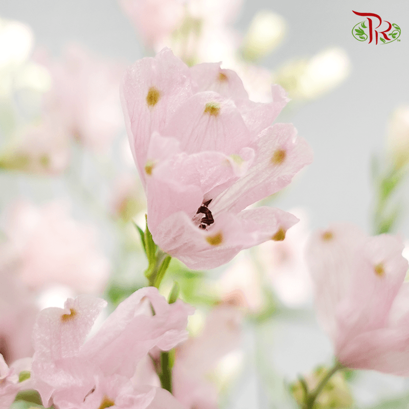 Delphinium Grandiflorum - Super Happy Pink (2 Stems)-Pink-Japan-prflorist.com.my
