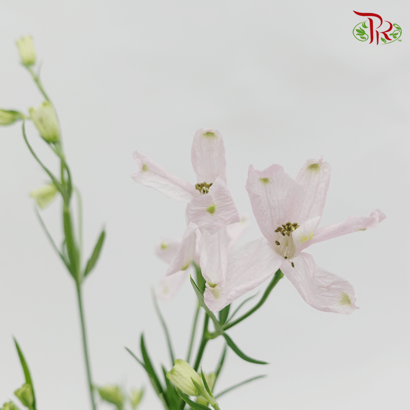 Delphinium Mini - Light Pink (Per Bunch)-Pink-China-prflorist.com.my