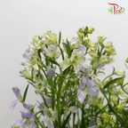 Delphinium Mini - Lilac (Per Bunch)-Lilac-China-prflorist.com.my