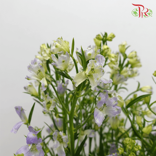 Delphinium Mini - Lilac (Per Bunch)-Lilac-China-prflorist.com.my