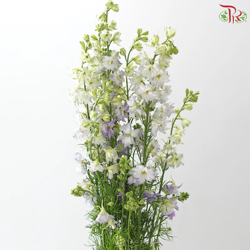 Delphinium Consolida (Larkspur)