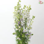 Delphinium Consolida (Larkspur)