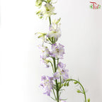 Delphinium Consolida (Larkspur)