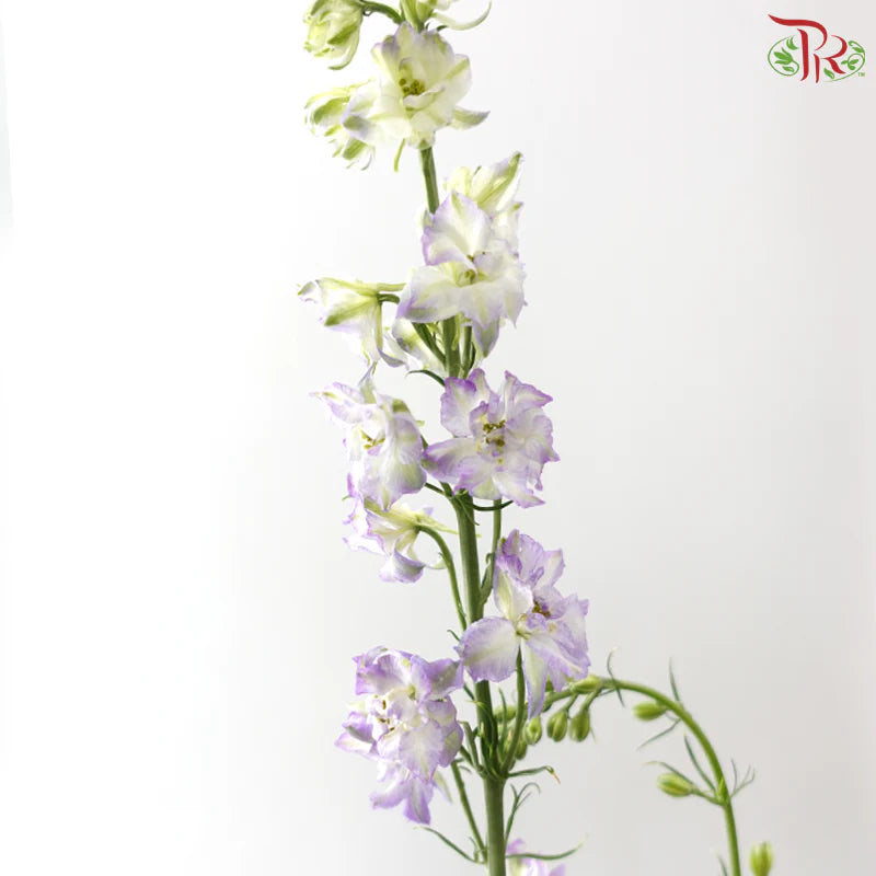 Delphinium Consolida (Larkspur)