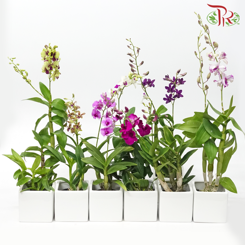 Dendrobium Mix P110《石斛兰》(Random Choose Colour) (Not Included Pot)-Pudu Ria Florist-prflorist.com.my