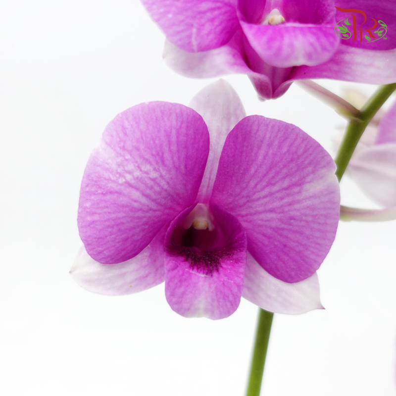 Dendrobium Mix P110《石斛兰》(Random Choose Colour) (Not Included Pot)-Pudu Ria Florist-prflorist.com.my