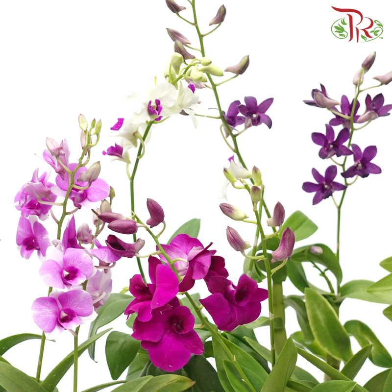 Dendrobium Mix P110《石斛兰》(Random Choose Colour) (Not Included Pot)-Pudu Ria Florist-prflorist.com.my