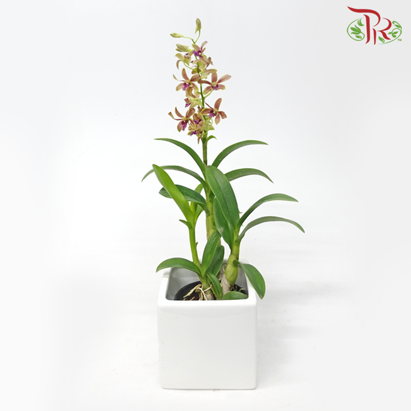 Dendrobium Mix P110《石斛兰》(Random Choose Colour) (Not Included Pot)-Pudu Ria Florist-prflorist.com.my