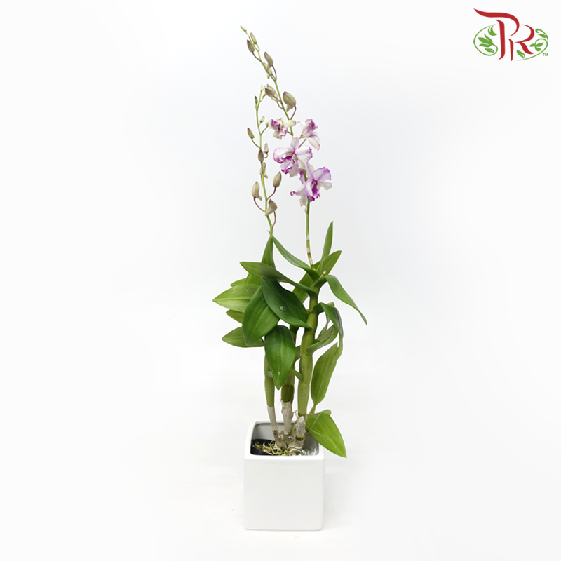 Dendrobium Mix P110《石斛兰》(Random Choose Colour) (Not Included Pot)-Pudu Ria Florist-prflorist.com.my