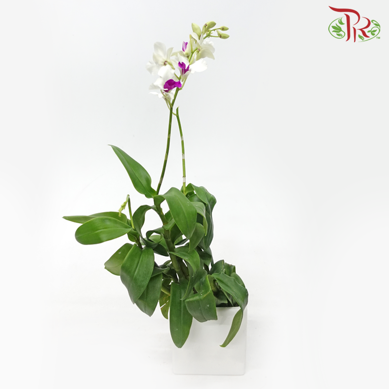 Dendrobium Mix P110《石斛兰》(Random Choose Colour) (Not Included Pot)-Pudu Ria Florist-prflorist.com.my