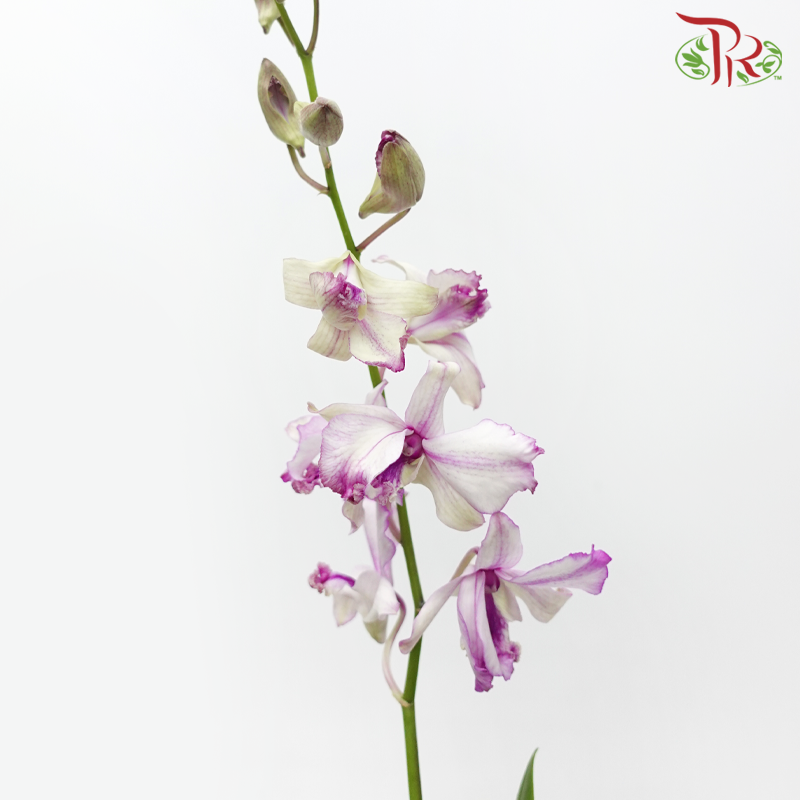 Dendrobium Mix P110《石斛兰》(Random Choose Colour) (Not Included Pot)-Pudu Ria Florist-prflorist.com.my