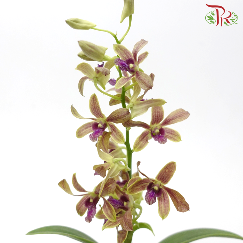 Dendrobium Mix P110《石斛兰》(Random Choose Colour) (Not Included Pot)-Pudu Ria Florist-prflorist.com.my