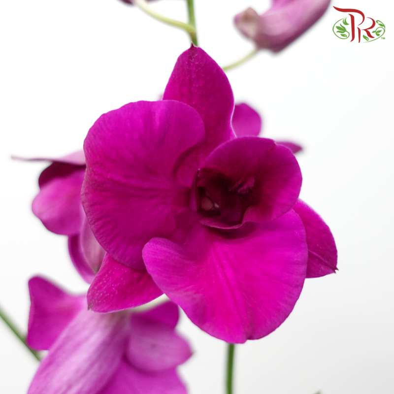 Dendrobium Mix P110《石斛兰》(Random Choose Colour) (Not Included Pot)-Pudu Ria Florist-prflorist.com.my