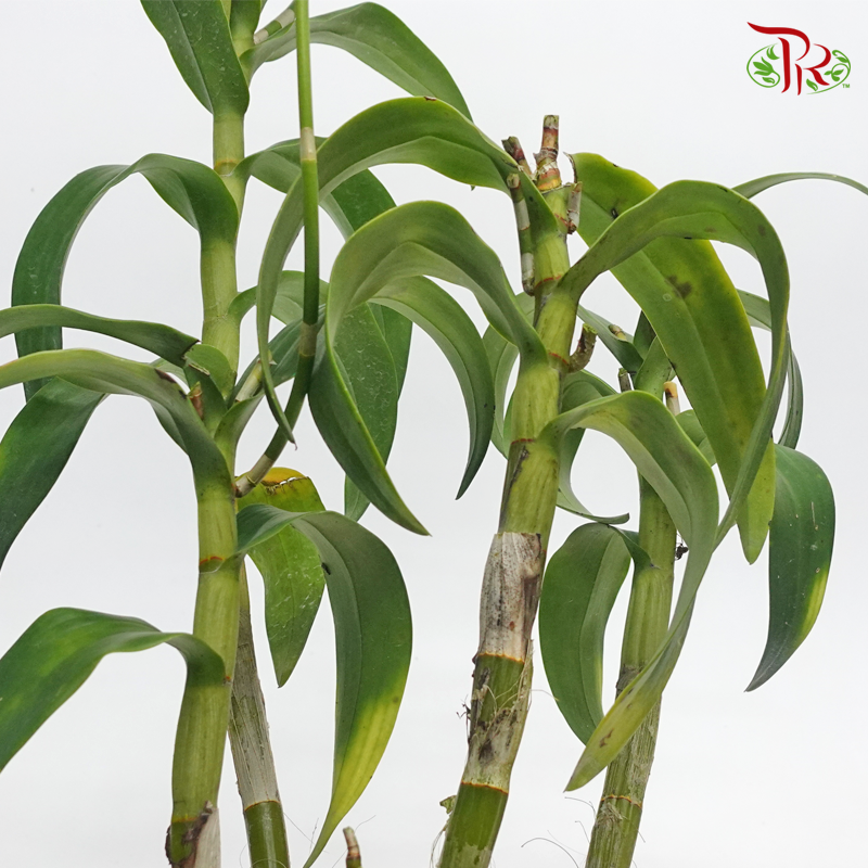 Dendrobium Orchids《微笑蘭花》- Candy Stripe-Candy Stripe-Pudu Ria Florist-prflorist.com.my