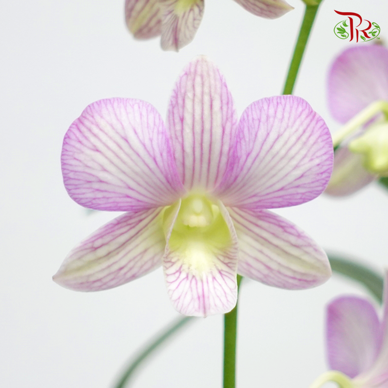 Dendrobium Orchids《微笑蘭花》