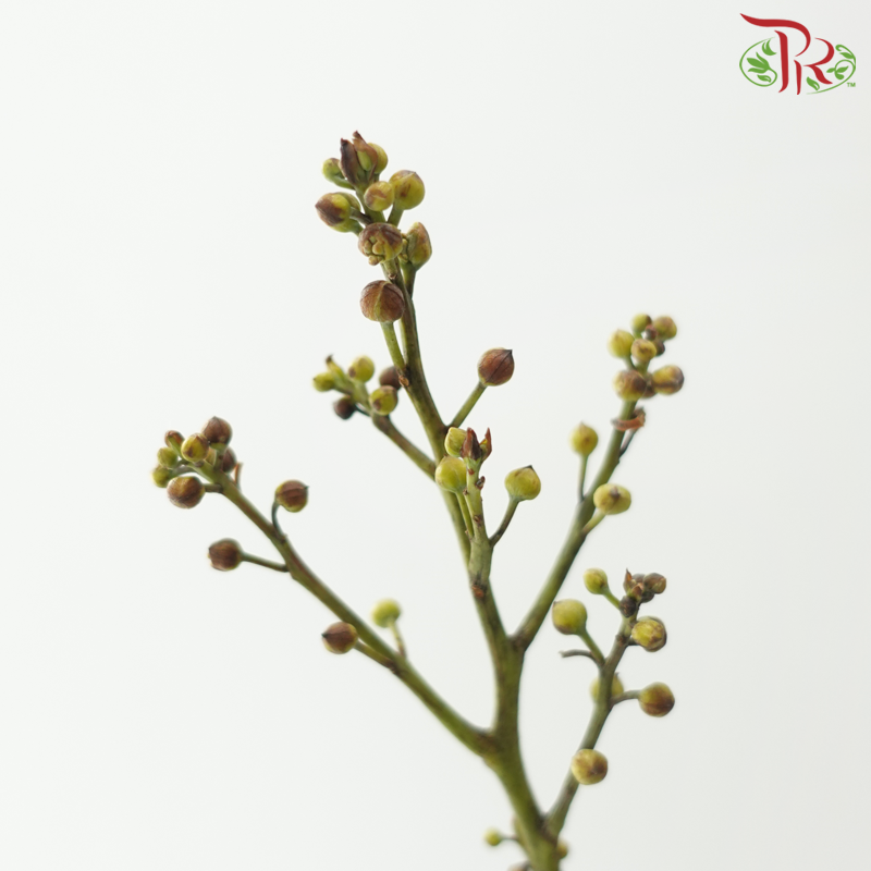 Deng Tai - Green / Red《灯台》-Green / Red-China-prflorist.com.my