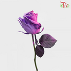 Ceres Rose - Frosting Candy 2 (10 Stems) - Pudu Ria Florist