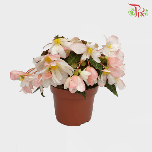 Begonia Waterfall Pearl Fall《珍珠粉秋海棠》 - Pudu Ria Florist