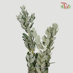 Pittosporum Ralphy