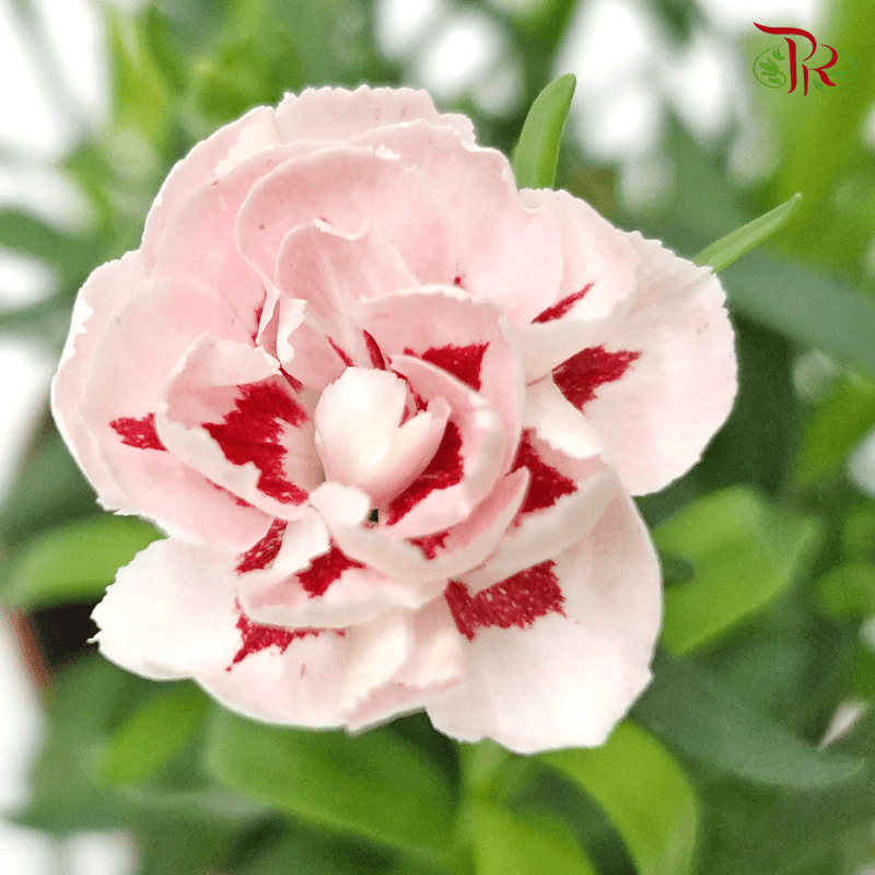 Dianthus 《康乃馨》 (Random Choose Pink)-Pudu Ria Florist-prflorist.com.my