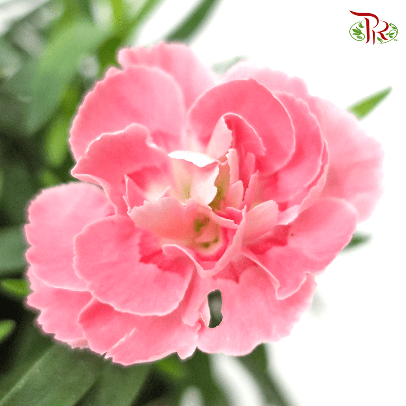 Dianthus 《康乃馨》 (Random Choose Pink)-Pudu Ria Florist-prflorist.com.my