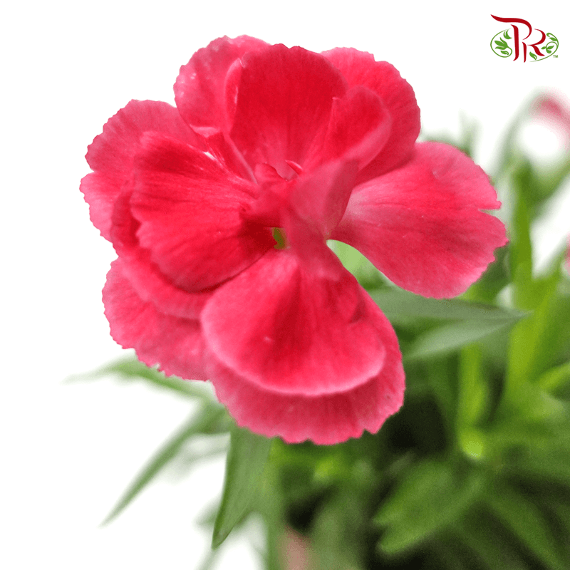 Dianthus 《康乃馨》 (Random Choose Pink)-Pudu Ria Florist-prflorist.com.my