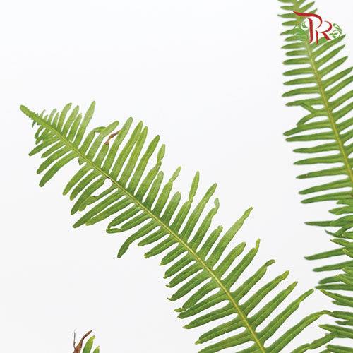 Dicranopteris Linearis - (3 Stems)-Japan-prflorist.com.my