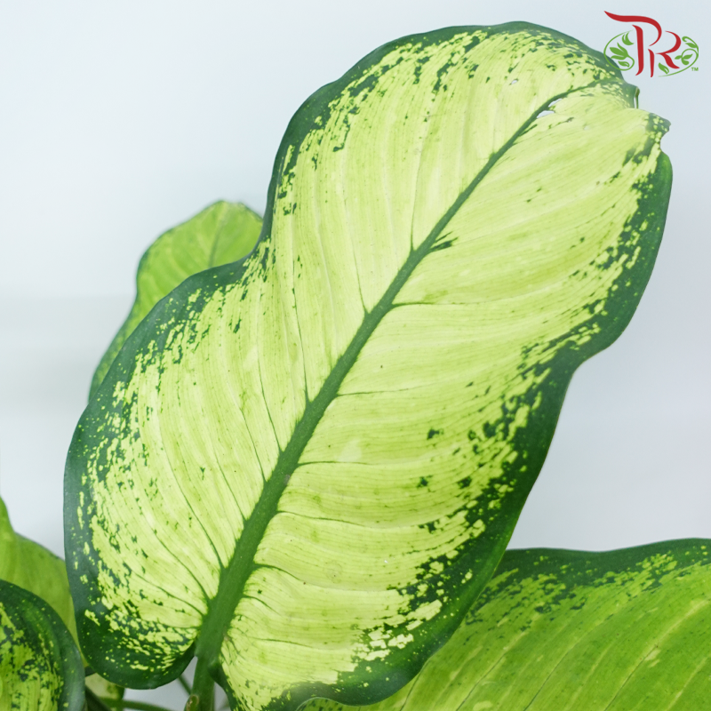 Dieffenbachia Camille P300《白玉黛粉叶》-Pudu Ria Florist-prflorist.com.my