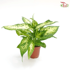 Dieffenbachia Compacta 《绿玉黛粉叶》-Pudu Ria Florist-prflorist.com.my