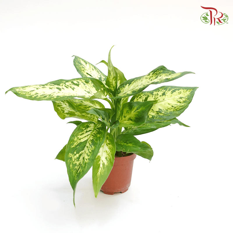 Dieffenbachia Compacta 《绿玉黛粉叶》-Pudu Ria Florist-prflorist.com.my