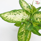 Dieffenbachia Compacta 《绿玉黛粉叶》-Pudu Ria Florist-prflorist.com.my