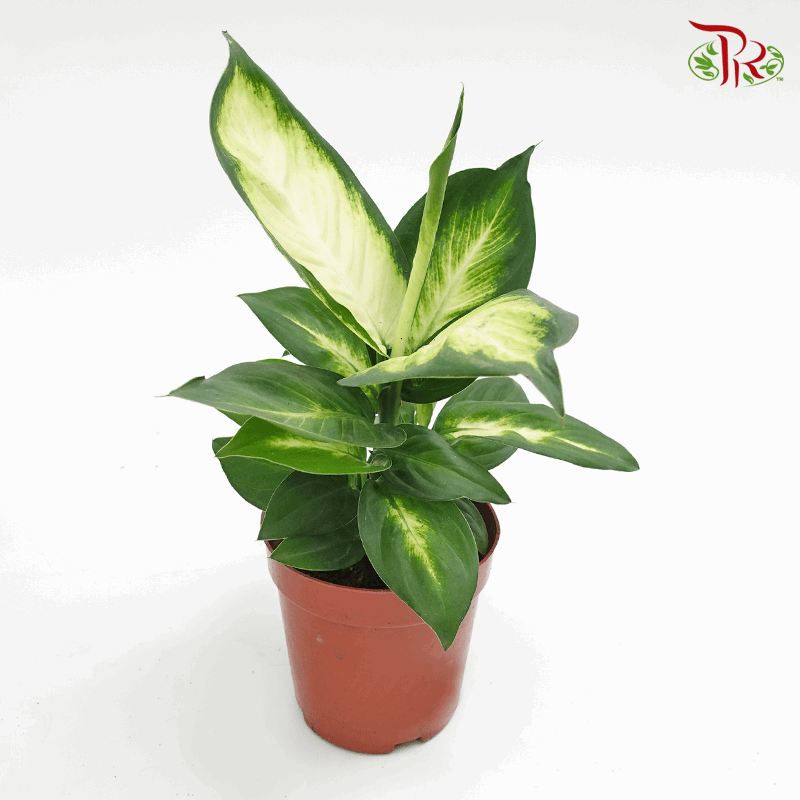 Dieffenbachia HW