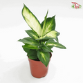Dieffenbachia