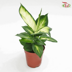 Dieffenbachia HW