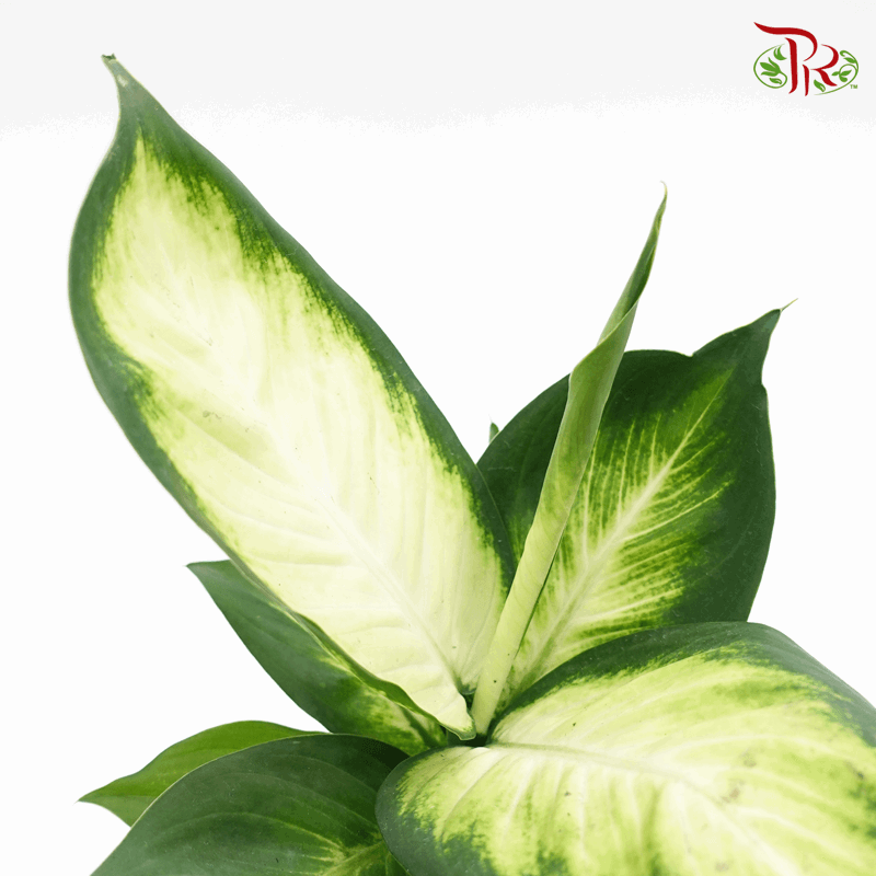 Dieffenbachia