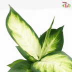 Dieffenbachia HW