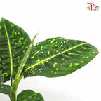 Dieffenbachia Reflector《帝王万年青》