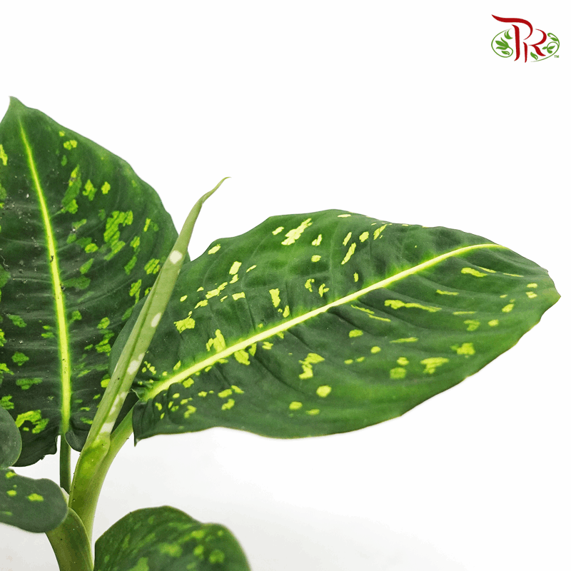 Dieffenbachia Reflector《帝王万年青》