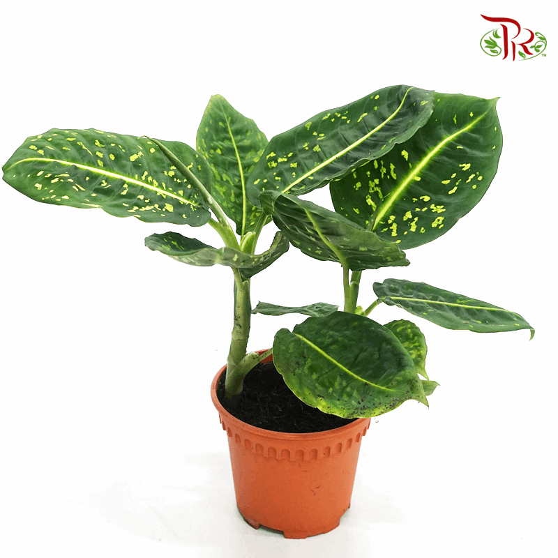 Dieffenbachia Reflector《帝王万年青》
