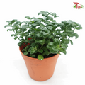 Dipteracanthus Elastica《黑美人》J01