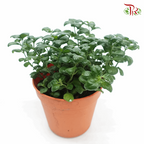 Dipteracanthus Elastica《黑美人》J01